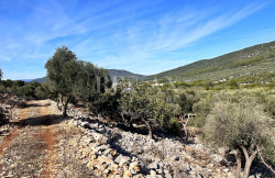 /c_images/thumb_3506619_1_1740402157_cres-maslinik-1.jpg