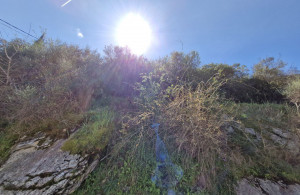 thumb_3535853_photo_1_2025-04-04_21-44-31.jpg